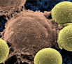 灵芝孢子粉能抑制癌细胞增殖